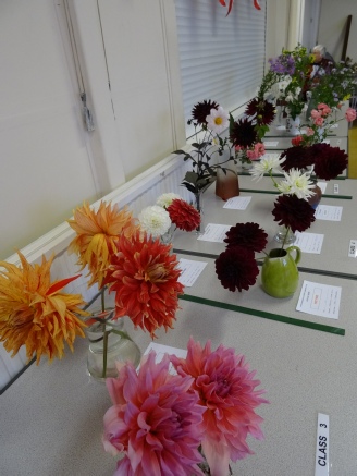 Picture showing some flower entries for the annual show